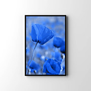 Plagát Modré kvety zv24066